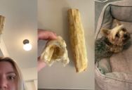 She’s Spending $10+ On Bones For Her Dog, But He’s Absolutely Destroying Them Within An Hour