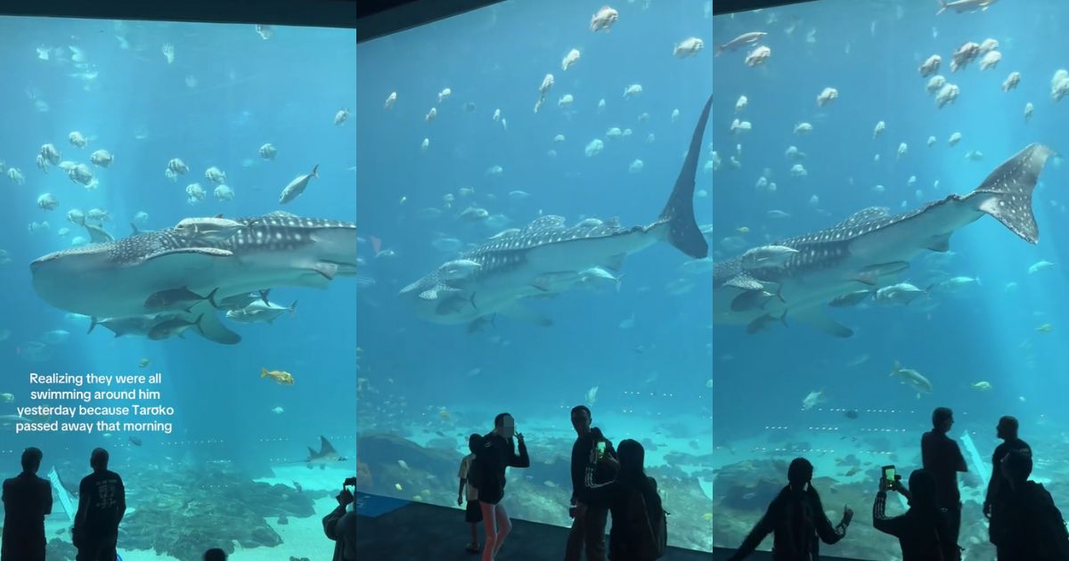 A whale shark in the Georgia Aquarium