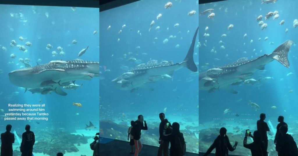 A whale shark in the Georgia Aquarium
