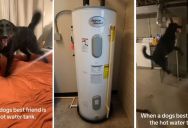 Is This Dog Really Excited To See A Household Appliance, Or Is It Warning Of Something Lethal?