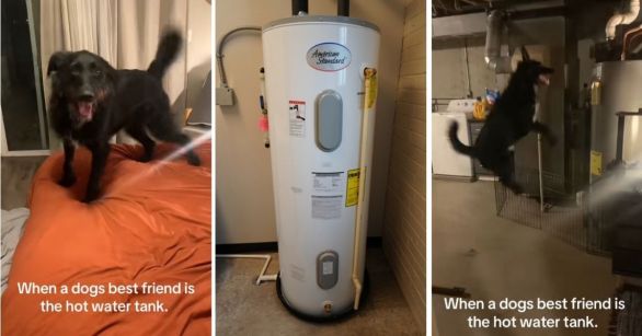 Excited dog and a hot water heater