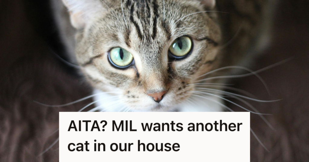 gray cat looking up at the camera