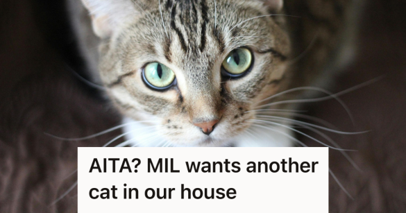 gray cat looking up at the camera