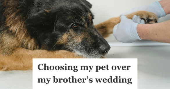 injured pet at the vet