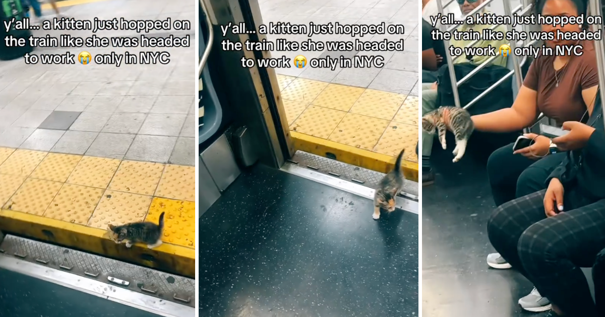Heres What Happened When A Lost Kitten Wandered Onto A NYC Subway kitten gets on NYC subway