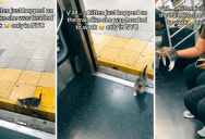 Here’s What Happened When A Lost Kitten Wandered Onto A NYC Subway