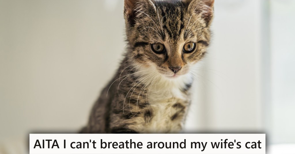 A kitten with a caption that reads "AITA I can't breathe around my wife's cat"