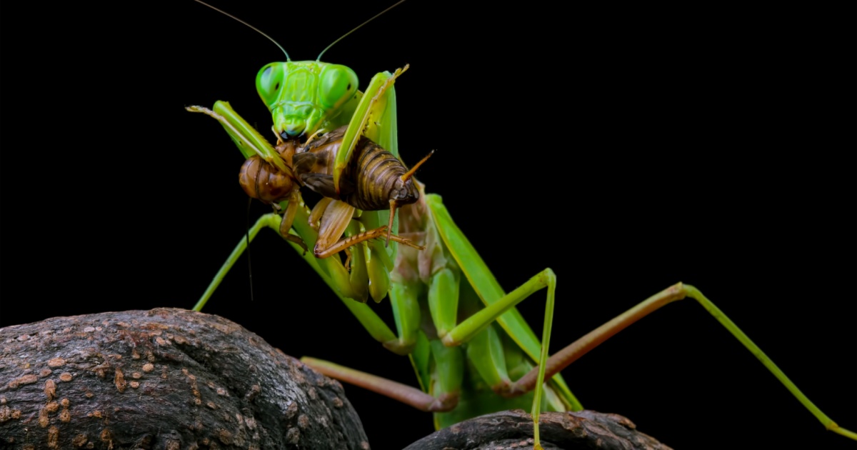 Praying mantis eating