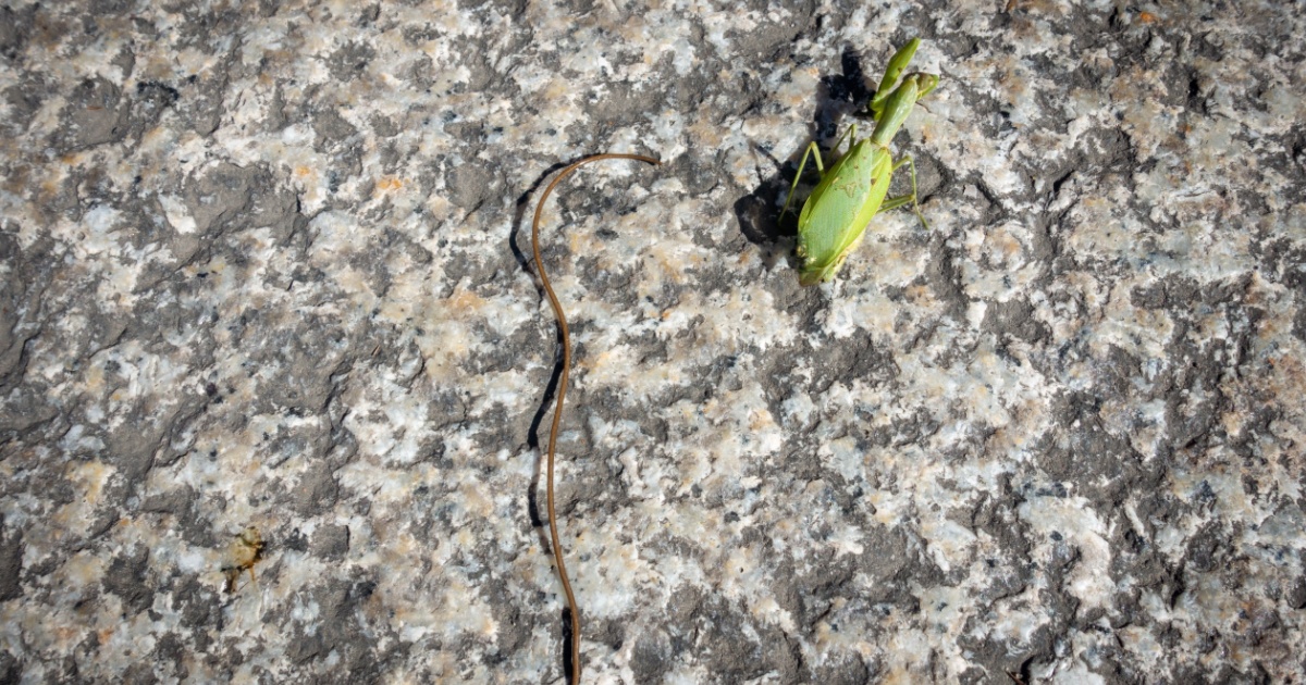 Mantis with parasite