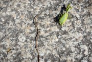 Scientists Discover How The Hairworm Parasite Gets Its Host To Jump Into Water So That It Can Reproduce