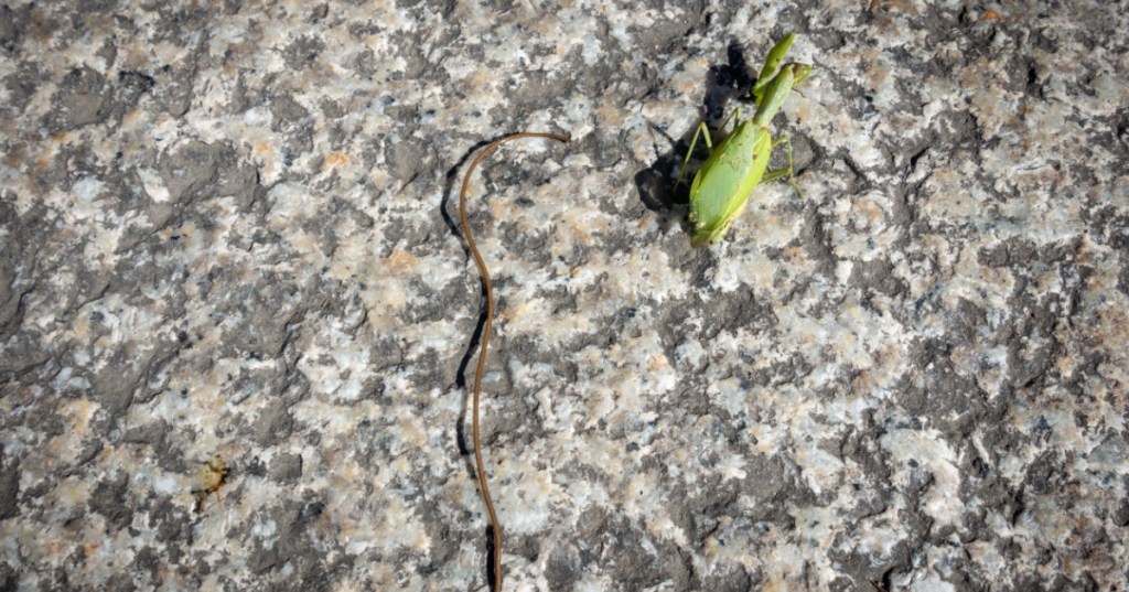 Mantis with parasite