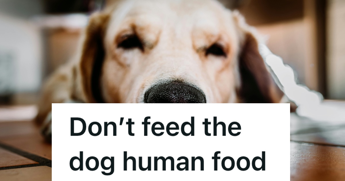 golden retriever lying on the ground