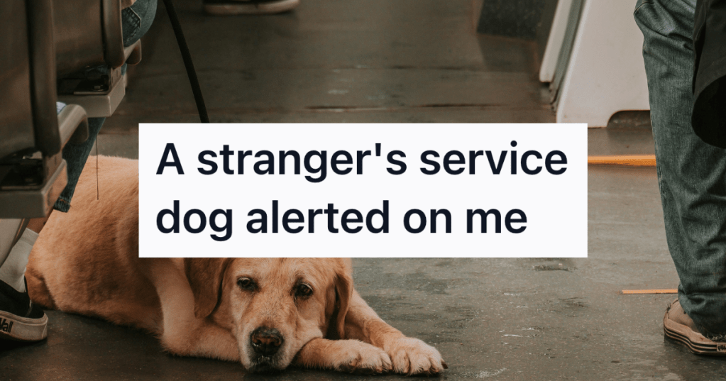 A Service Dog Refused To Leave A Stranger’s Side On A Shuttle Ride, So They Shared An Unexpected Moment Of Comfort