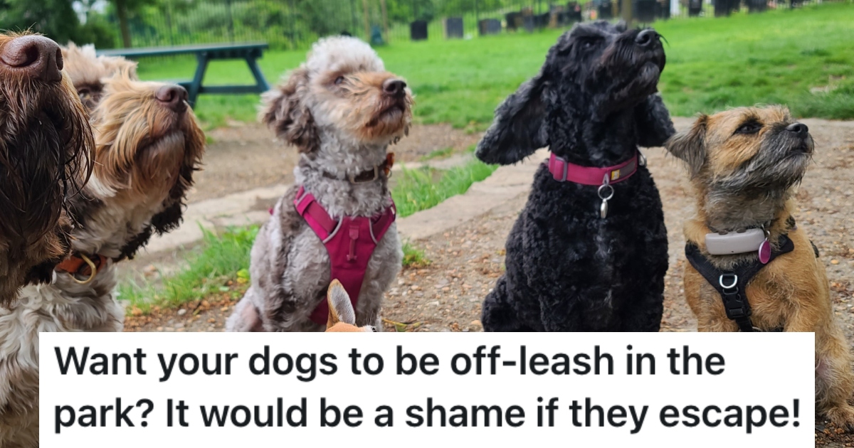 People Let Their Dogs Run Free In A Park When They Werent Supposed To, So City Officials Padlocked The Gates Open So Dogs Could Escape dogs in a dog park