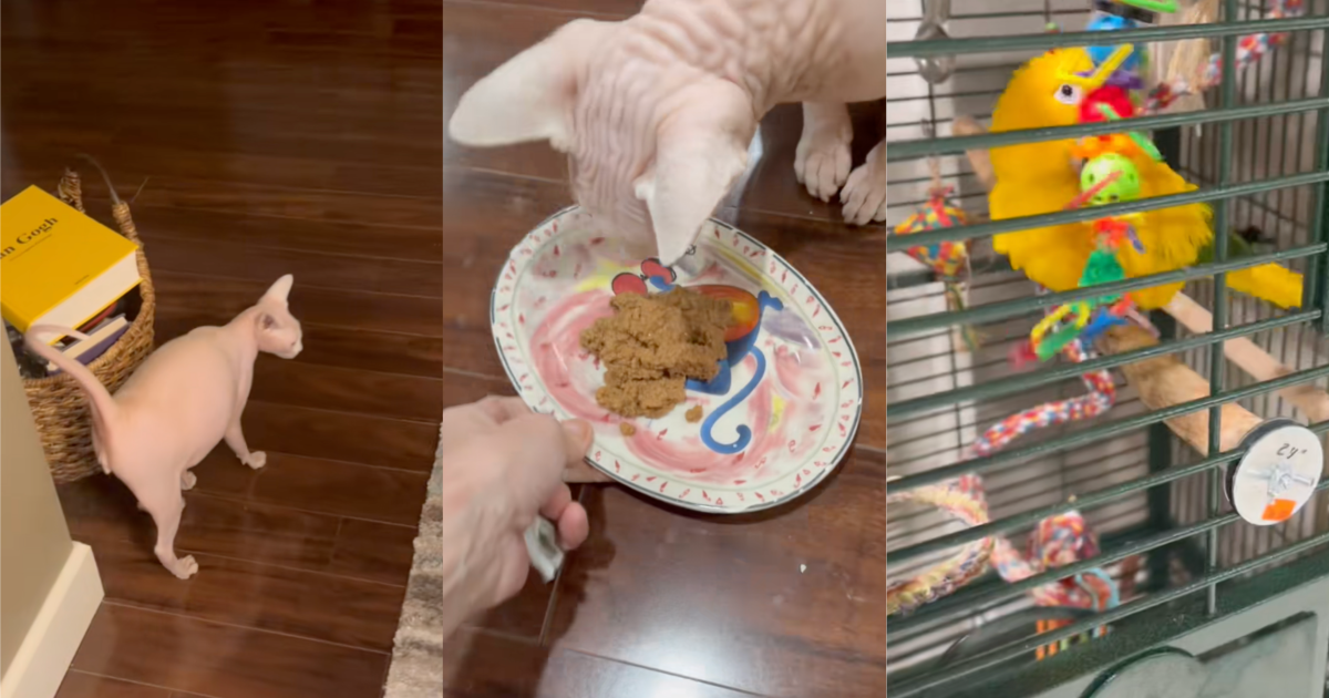 She does not eat the orange, the purple, and sometimes the red. Pet Owner Made A Video For Her Sitter And Showed How Her Cat And Bird Are High Maintenance three photos of pets