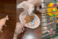 ‘She does not eat the orange, the purple, and sometimes the red.’ – Pet Owner Made A Video For Her Sitter And Showed How Her Cat And Bird Are High Maintenance