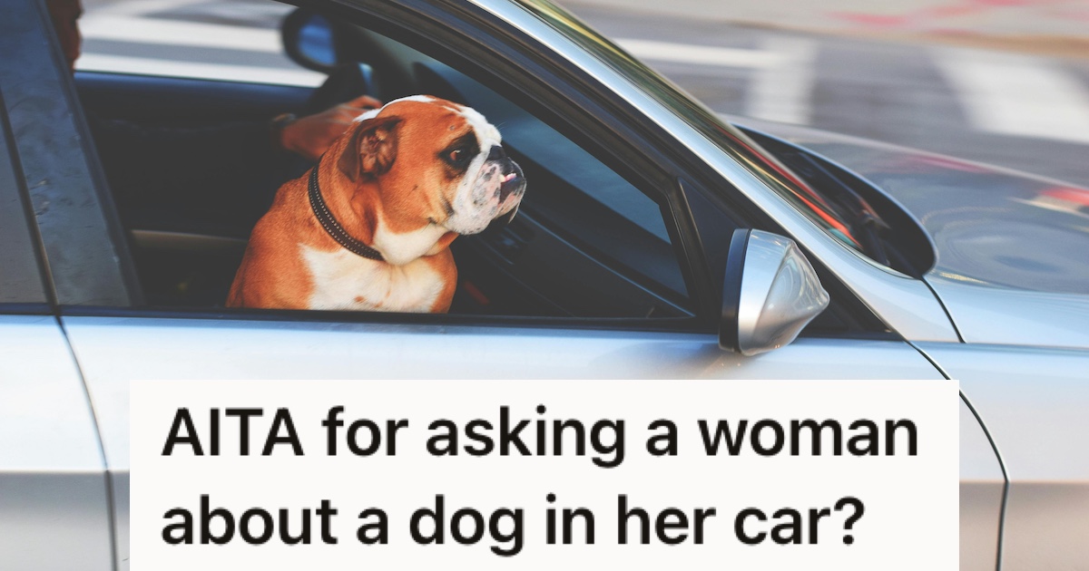A dog in a car
