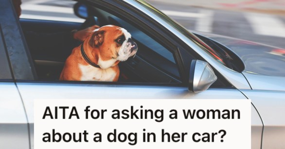 A dog in a car