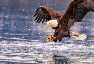 The Powerful And Majestic Bald Eagle Boasts An Intimidating And Iconic Screech, Right? Well, Not Exactly.