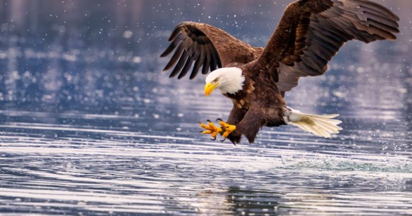 Bald Eagle hunting