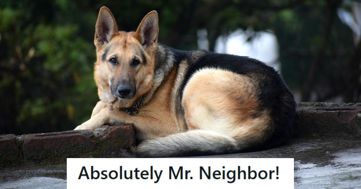 German Shepherd laying outside and enjoying the nice air 