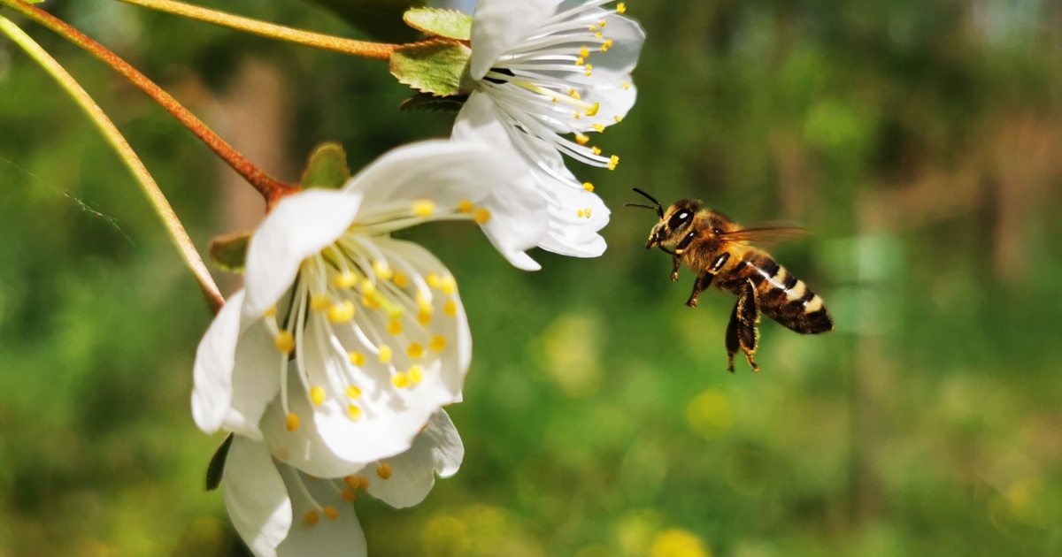 Bee pollenating a flower