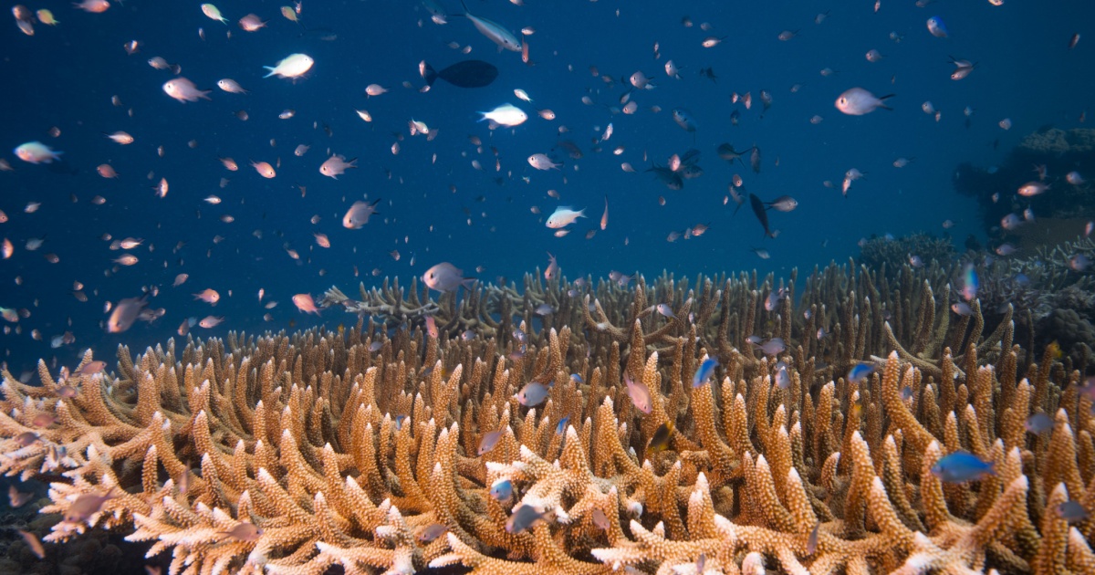 Biodiversity Earths Geological Past Includes Many Major Events That Seem To Happen At Random, But A New Study Shows There Are Hidden Patterns That May Help Predict Future Events