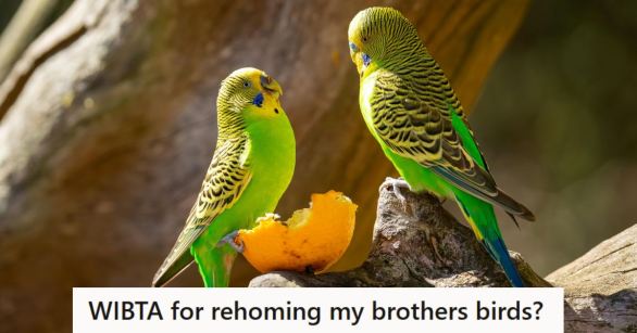 A pair of bright green and yellow parakeet birds