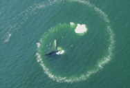 Humpback Whales’ Special Spiralized Feeding Technique Is Completely Unique, According To A New Research