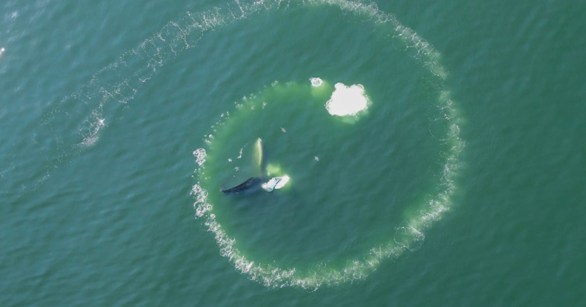 A humpback creating a bubble net