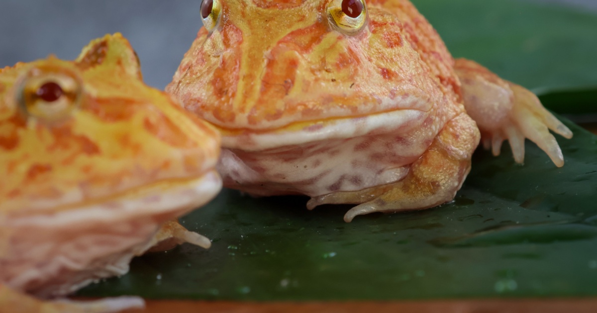 Albino cane toad