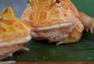 Researchers Forced Cane Toads To Hatch As Albinos In Order To Determine Why Natural Selection Has Made This Condition So Rare