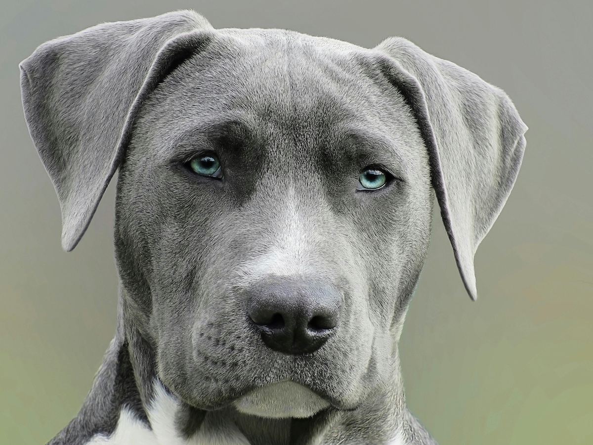 A close-up of the face of a grey dog