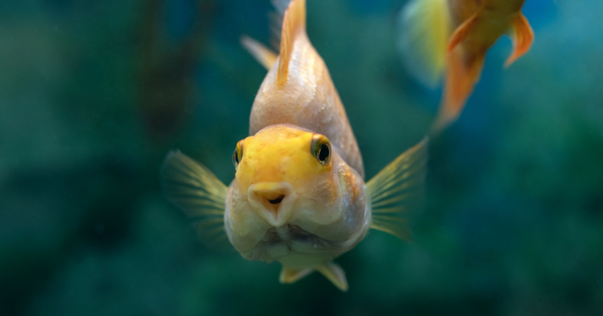 Fish looking at camera