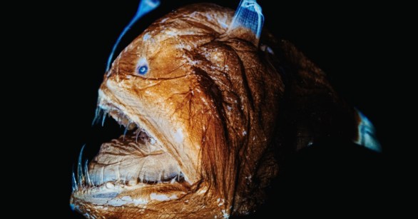 Anglerfish