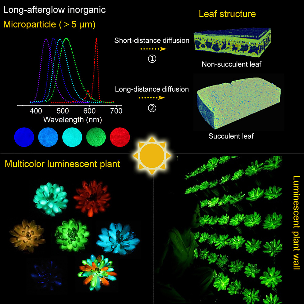 Diagrams showing the glowing plants