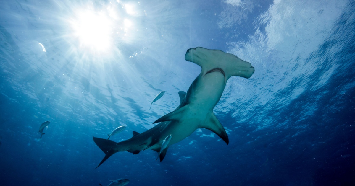 Hammerhead swimming
