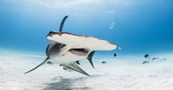 Hammerhead hunting