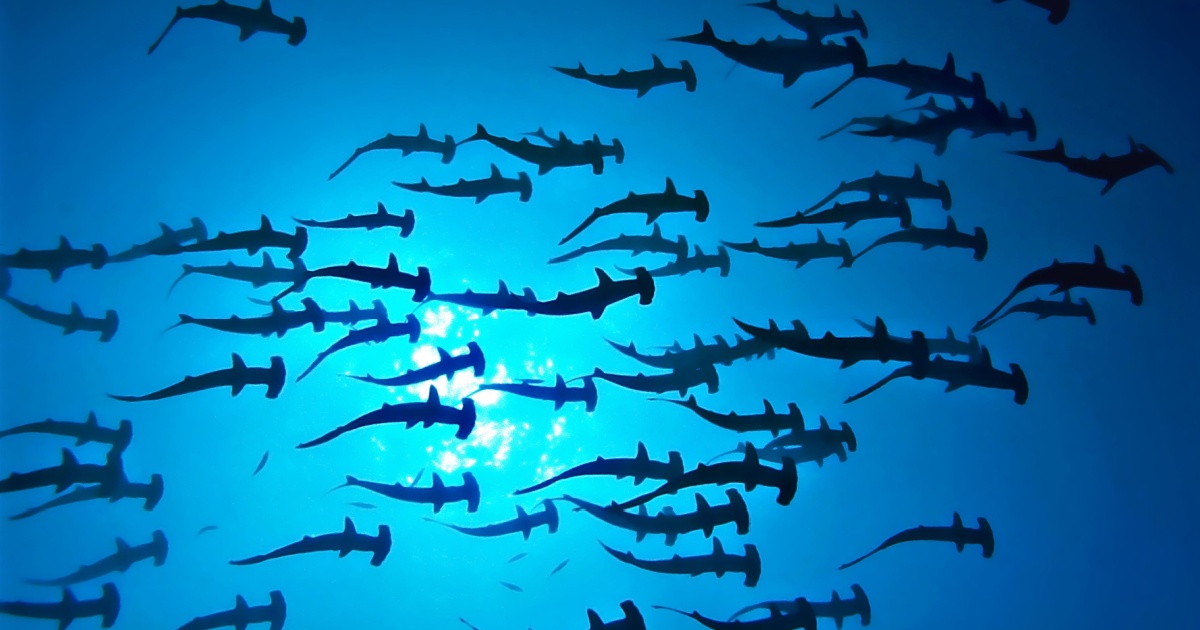 Group of hammerheads