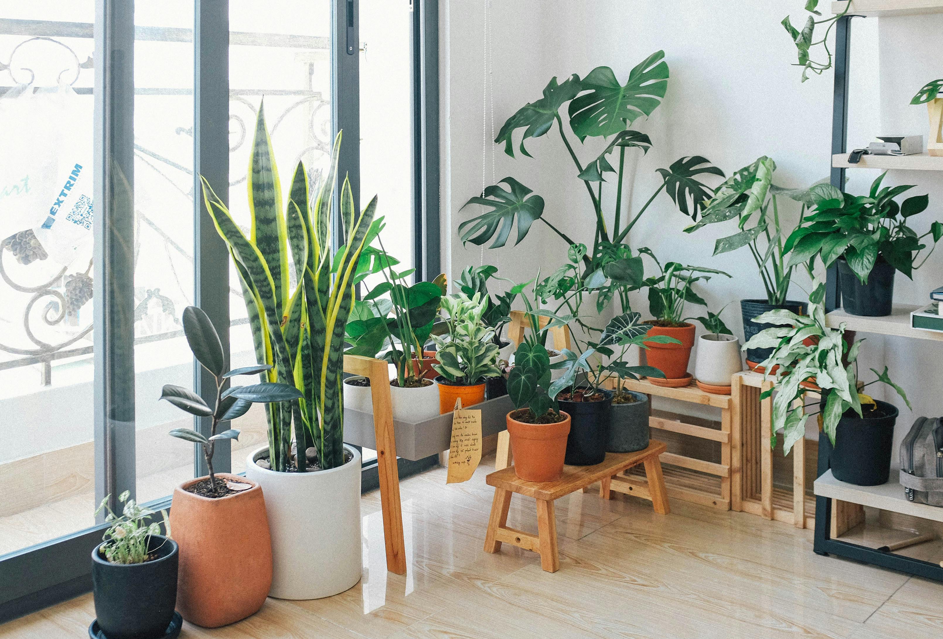An array of houseplants