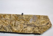 Two Heads Were Not Better Than One For This Prehistoric Reptile