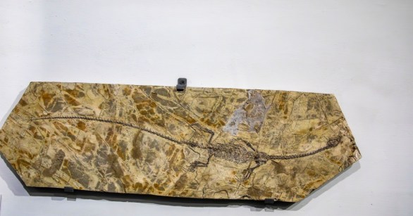 One headed Hyphalosaurus fossil