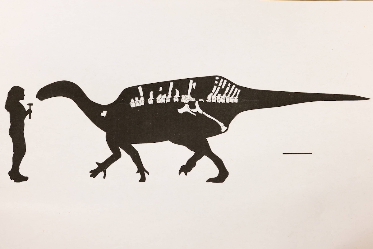 An artist's impression of the dinosaur scaled against a human