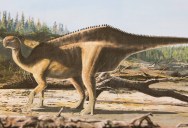 This Unusual Dinosaur Had A Sail Along Its Back To Increase Its Allure