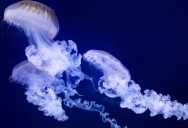 In The Depths Of The Ocean, A Fish With Green Eyes Is Able To Look Up Through Its Transparent Head To Track Its Prey