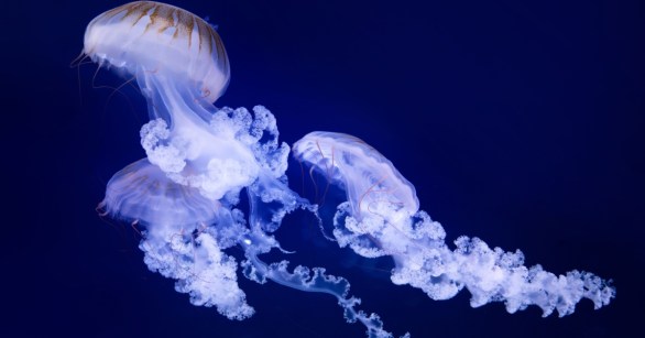Jellyfish