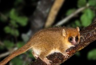 The World’s Smallest Primate, Madame Berthe’s Mouse Lemur, May Be Extinct According To Worried Conservationists