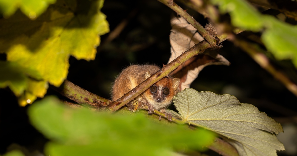 Mouse lemur in tree