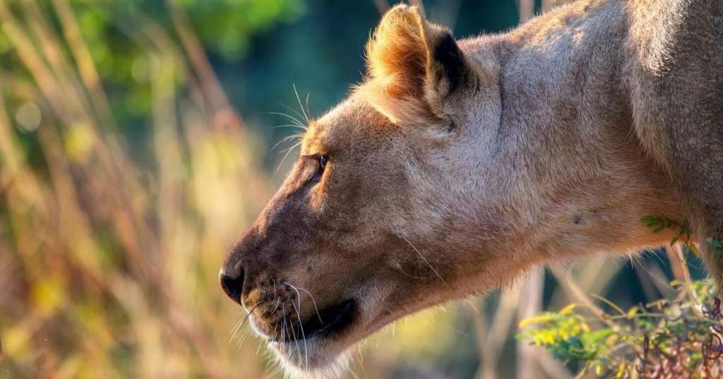 Side profile of a lioness