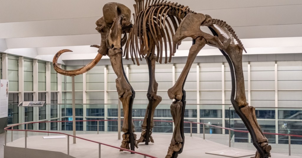 mammoth fossils